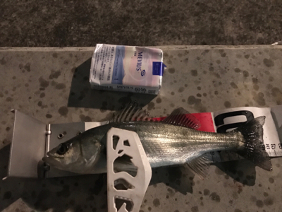 メバル、セイゴ！