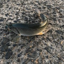 釣れたものの…