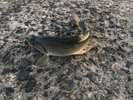 釣れたものの…