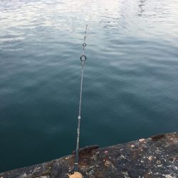 カワハギそろそろ終わりかなぁー！