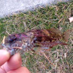 休憩メバリング