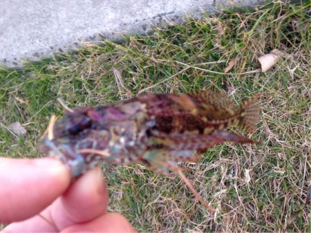 休憩メバリング