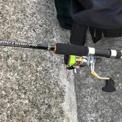 ケーソンタチウオ