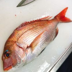 加太の三邦丸でアジとカワハギ