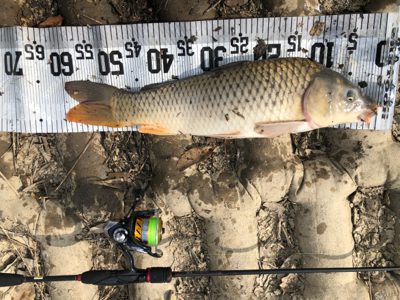 コイ釣り（ルアー）