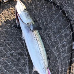 サワラとサゴシ♫