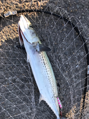 サワラとサゴシ♫