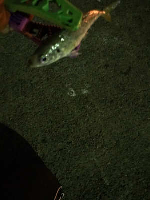 ちょこっとアジング