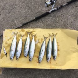 沖堤防で落とし込み釣り