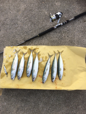 沖堤防で落とし込み釣り