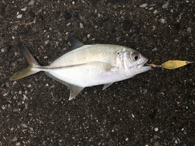 アジングとシーバス