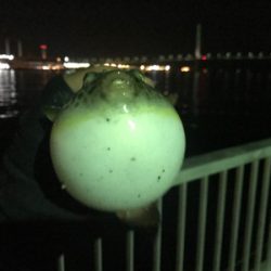 アジング成功！