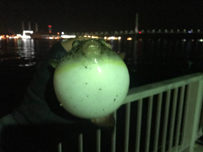 アジング成功！