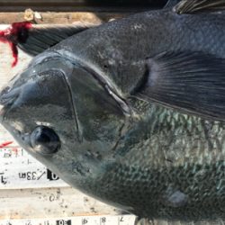 いつも渡船‼️