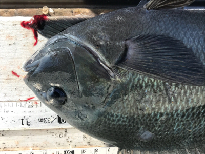 いつも渡船‼️