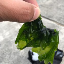 E.S.OとG.U.F.Uでボウズ逃れ^^;