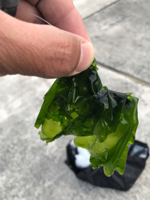 E.S.OとG.U.F.Uでボウズ逃れ^^;