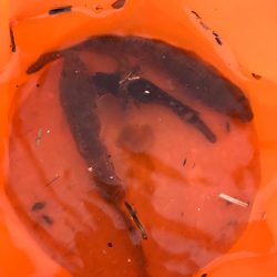 いつもの仕事帰り釣行