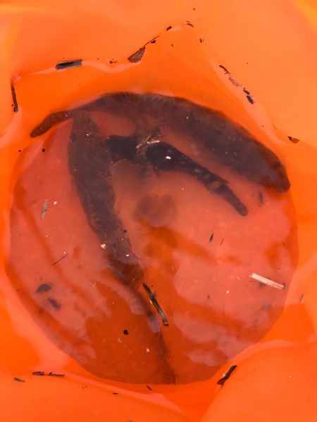 いつもの仕事帰り釣行