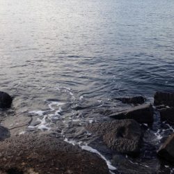 イナダ回遊有り