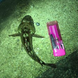 オキアミヘッドでガシリング