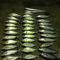 シオ釣れてます