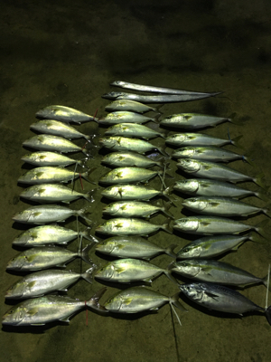 シオ釣れてます