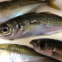 寒くても、アジは釣れます