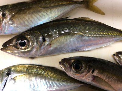 寒くても、アジは釣れます