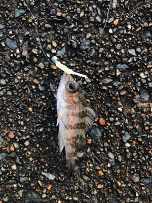 朝から釣りをする(笑)。