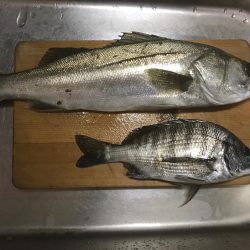 夕まずめパワー