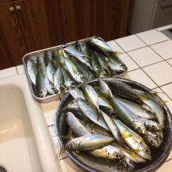 サビキ釣り