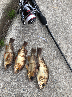 アジ釣りたかった…