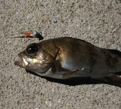 新製品にて泉南ライトゲーム