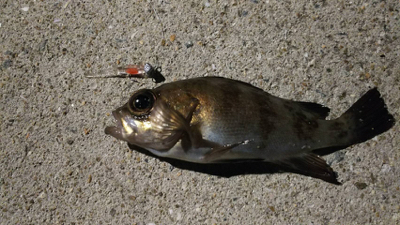 新製品にて泉南ライトゲーム