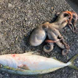 太刀魚狙いのはずが