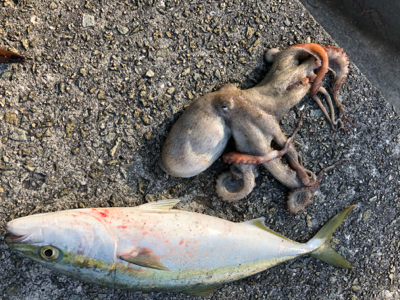 太刀魚狙いのはずが