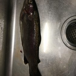 芥川渓流釣り場