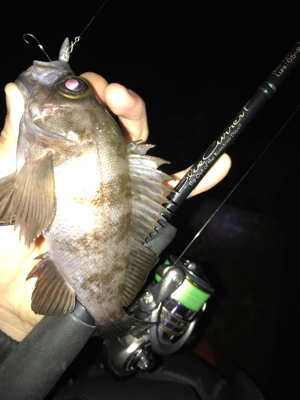 アジングのつもりが