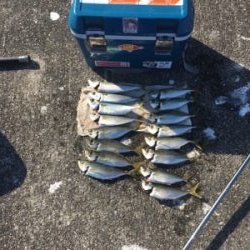 大アジねらいに