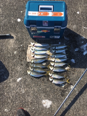 大アジねらいに