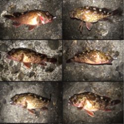 メバルはどこ？