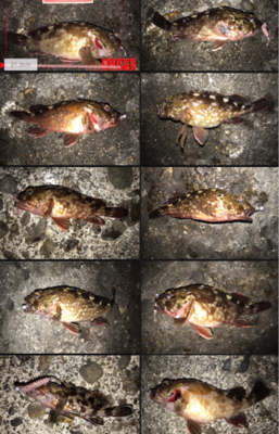 メバルはどこ？