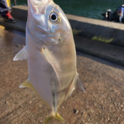 多魚種イロイロ