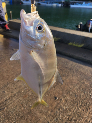 多魚種イロイロ