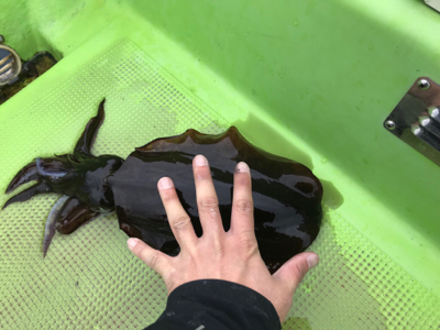 ティップランエギング