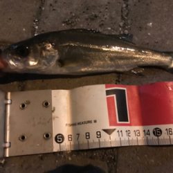 セイゴたくさん釣れた！