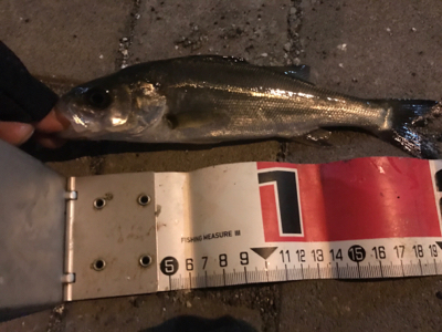 セイゴたくさん釣れた！