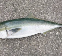 2017ラストに大当たり！