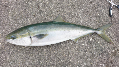 2017ラストに大当たり！